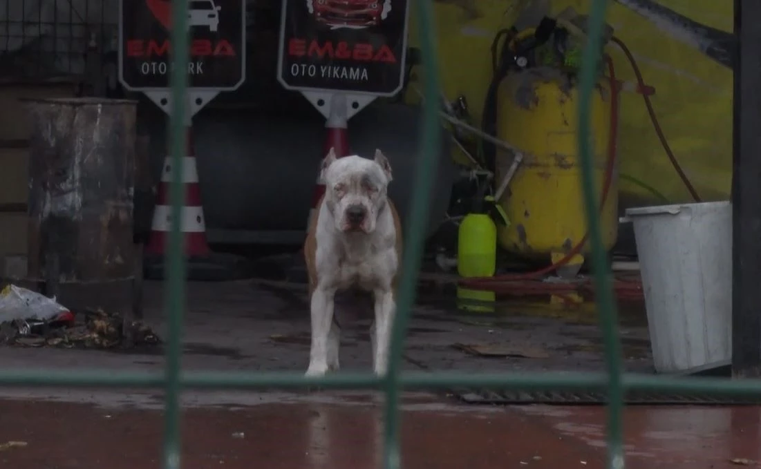 A pitbull, a breed banned in Turkey, was being kept at a car wash in Esenyurt. (IHA Photo)