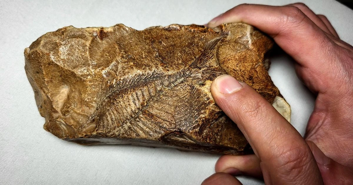 Adiyaman makes historic discovery with 15 million-year-old fish fossil