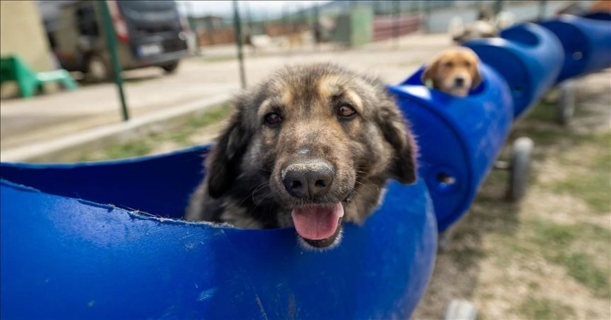 Animal lover in Ankara takes disabled dogs on delightful outings