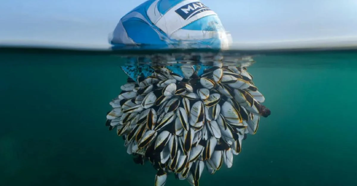 Barnacle ball takes top honors in wildlife photo contest