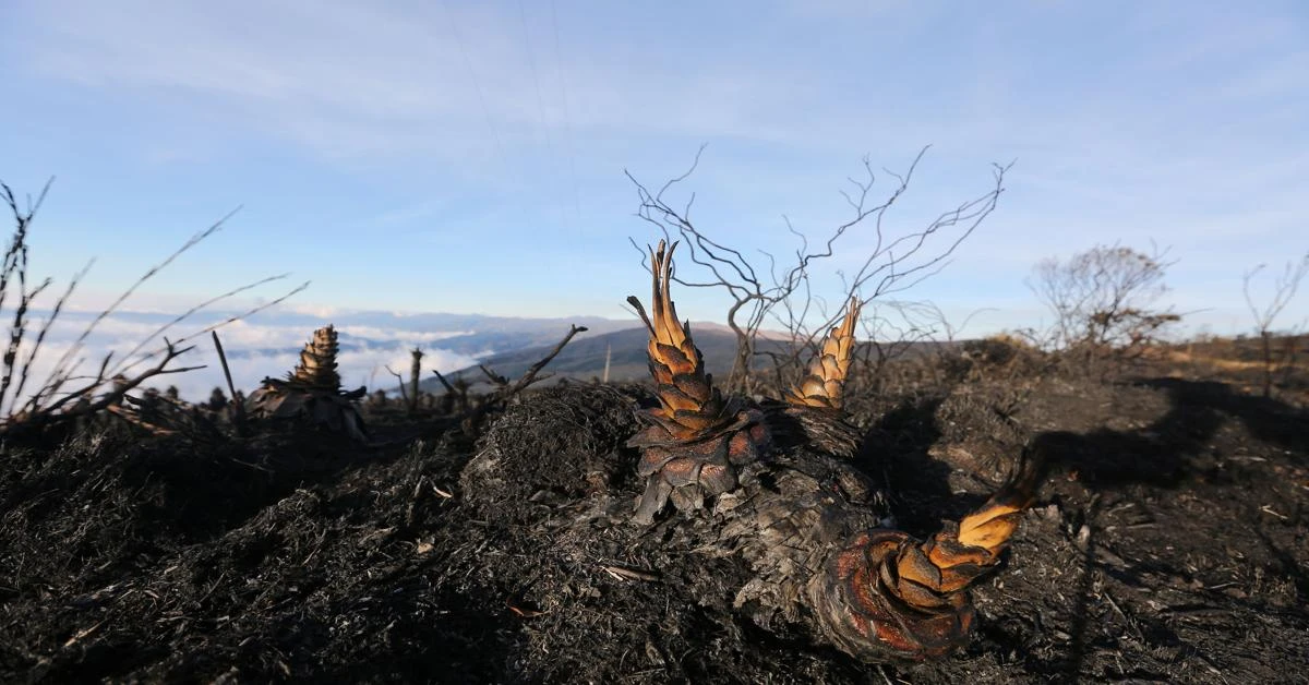 Colombia set to ask for international aid after devastating forest fires