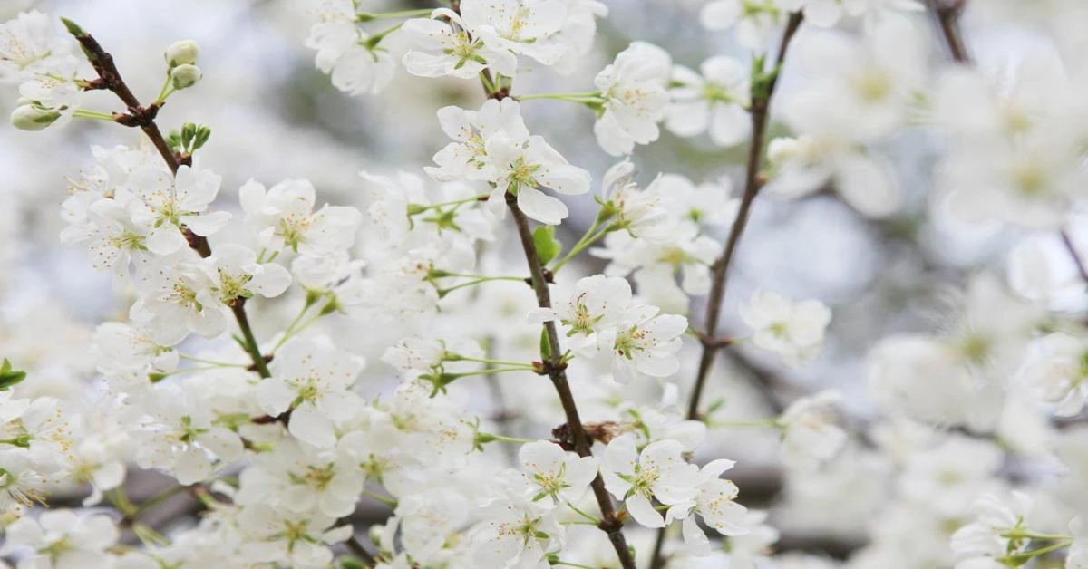 From air to Earth: Türkiye's countdown to Spring with 3 'cemres'