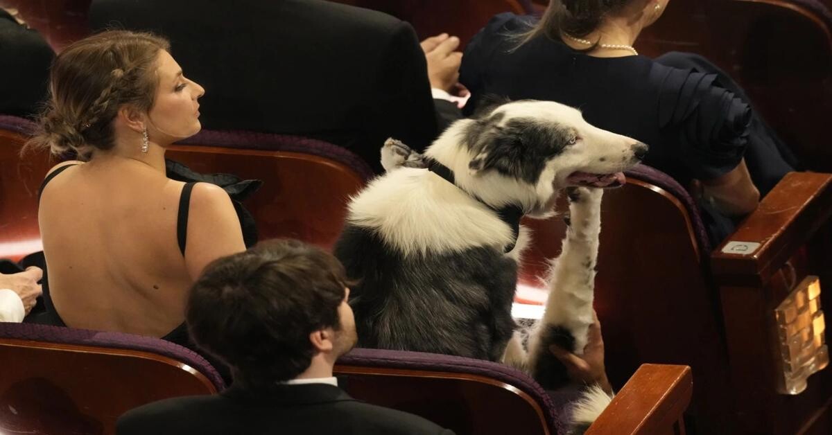 Here's how celebrity dog Messi pulled off clapping cameo at Oscars