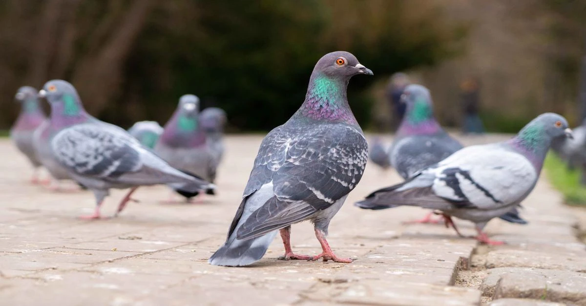 India pigeon accused of spying for China released after 8 months