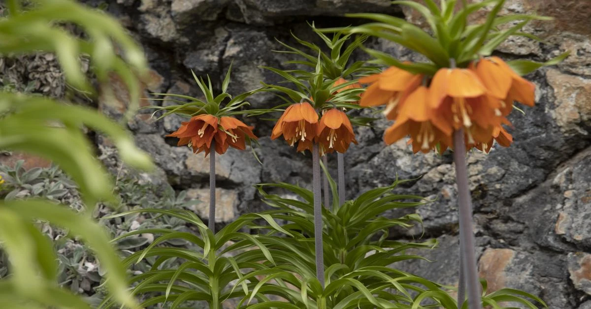 Inverted tulips add beauty to Anatolia's Mercan Mountains in Spring