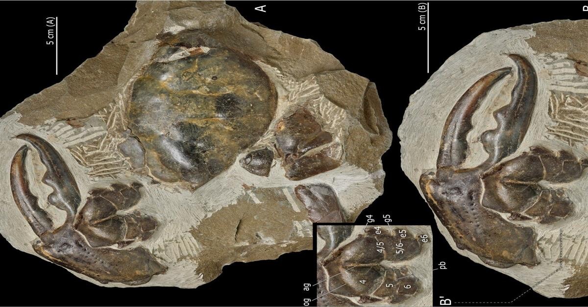 Largest crab claw fossil ever found in New Zealand