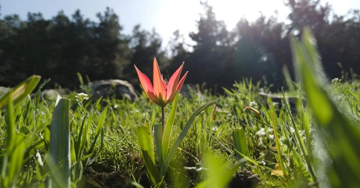 Nearly $12K fine for picking once-blooming tulips