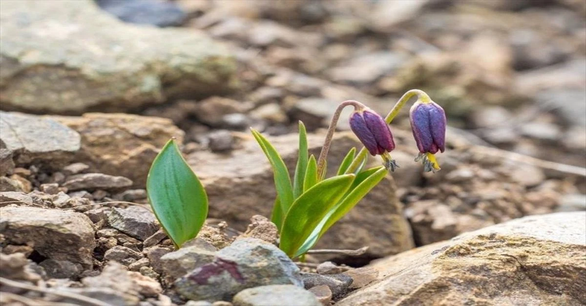 Penalty for plucking these two flowers in Türkiye is high