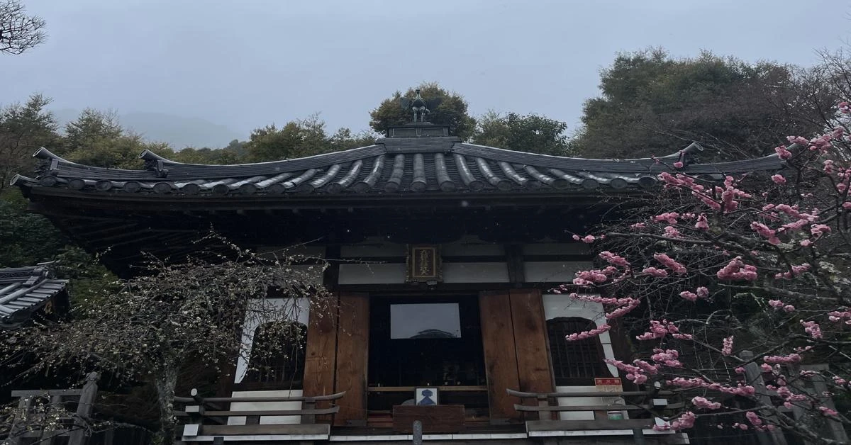 People flock to parks and temples as cherry blossoms bloom in Japan