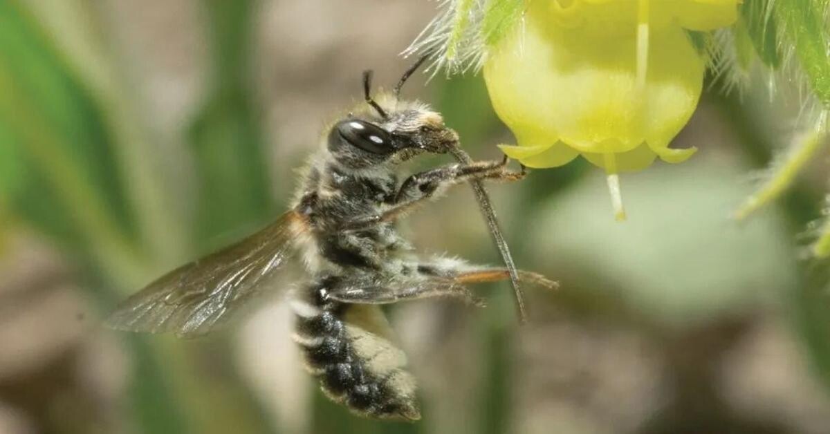 Rare bee species connects French Alps to Türkiye, Iraq