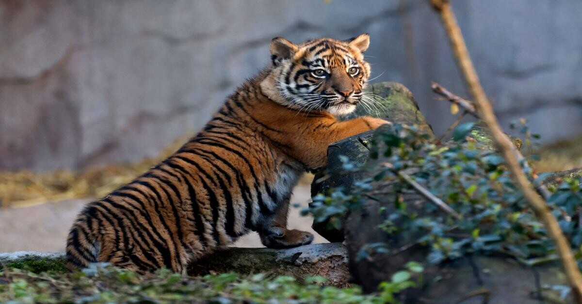 Sumatran tiger debuts at Rome's Biopark Zoo