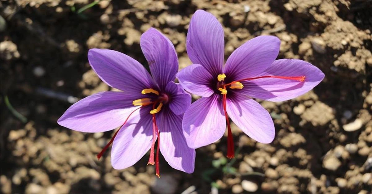 Turkiye's saffron receives EU geographical indications registration