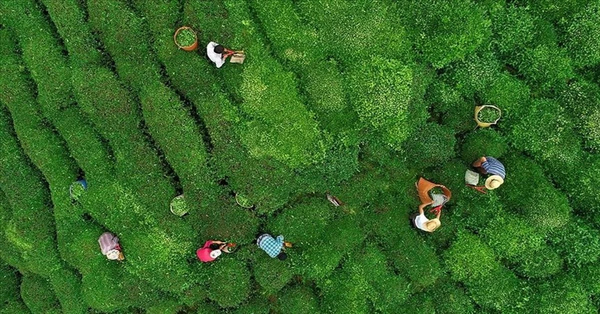 Türkiye's tea exports double, earnings reach $6M in 2024