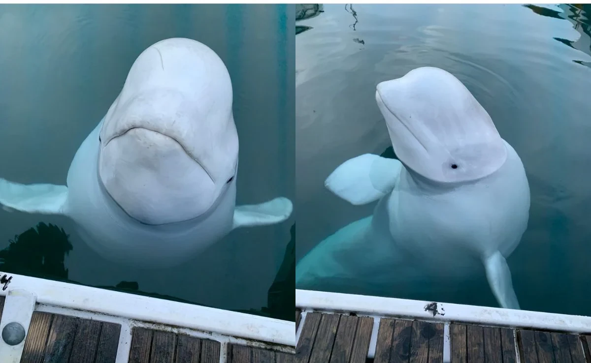 Beluga whale Hvaldimir, suspected of being Russian spy, found dead in Norway