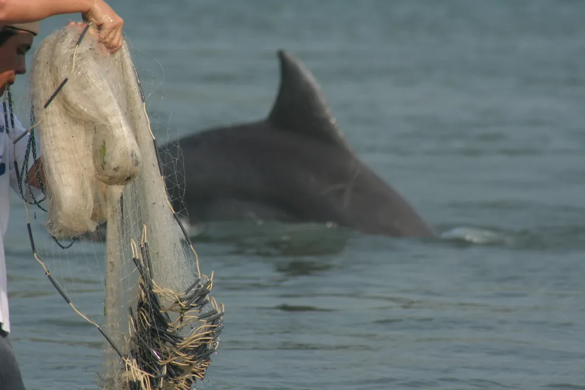 Palestinian fishermen forced to hunt dolphins for survival amid starvation crisis