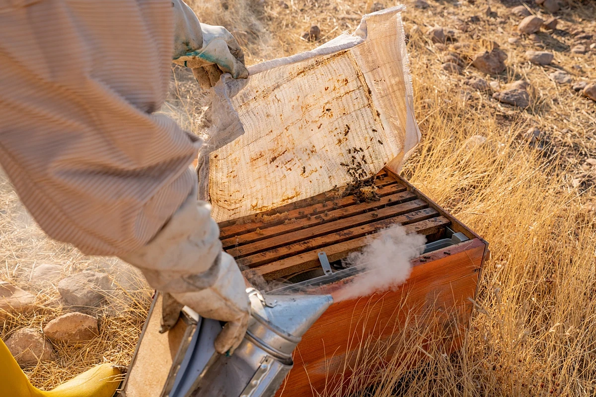 Türkiye produces 92% of world's pine honey