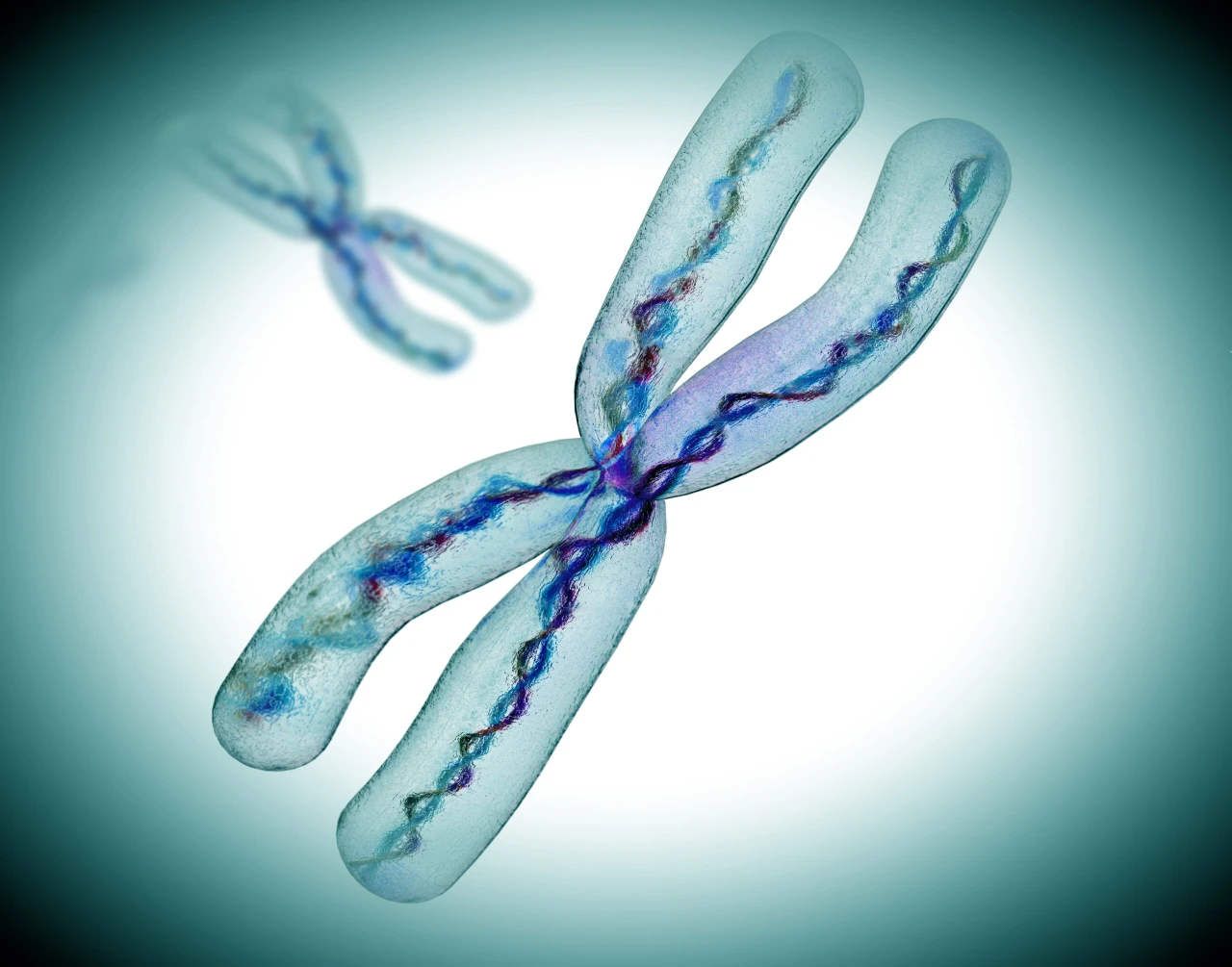 Digital rendering of an X chromosome with visible DNA strands inside.