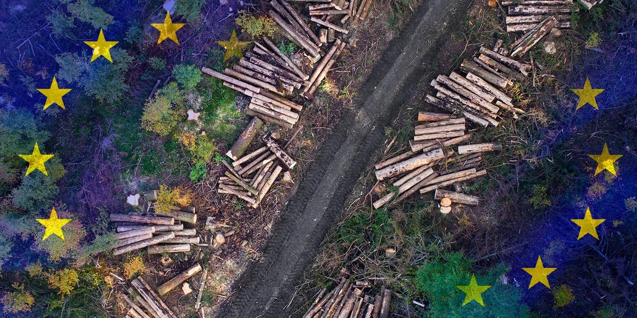 EU’s Deforestation Regulation initiates challenging process for ...