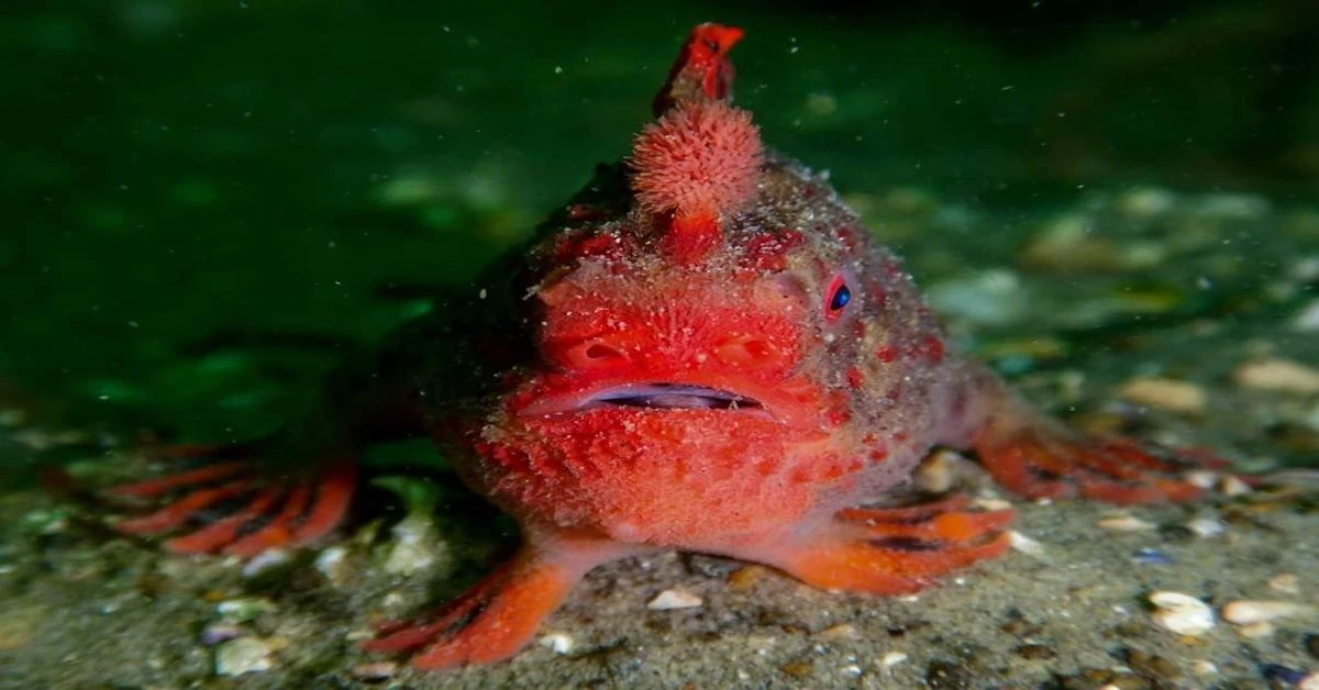 Australian scientists rescue rare red handfish amid climate challenges ...