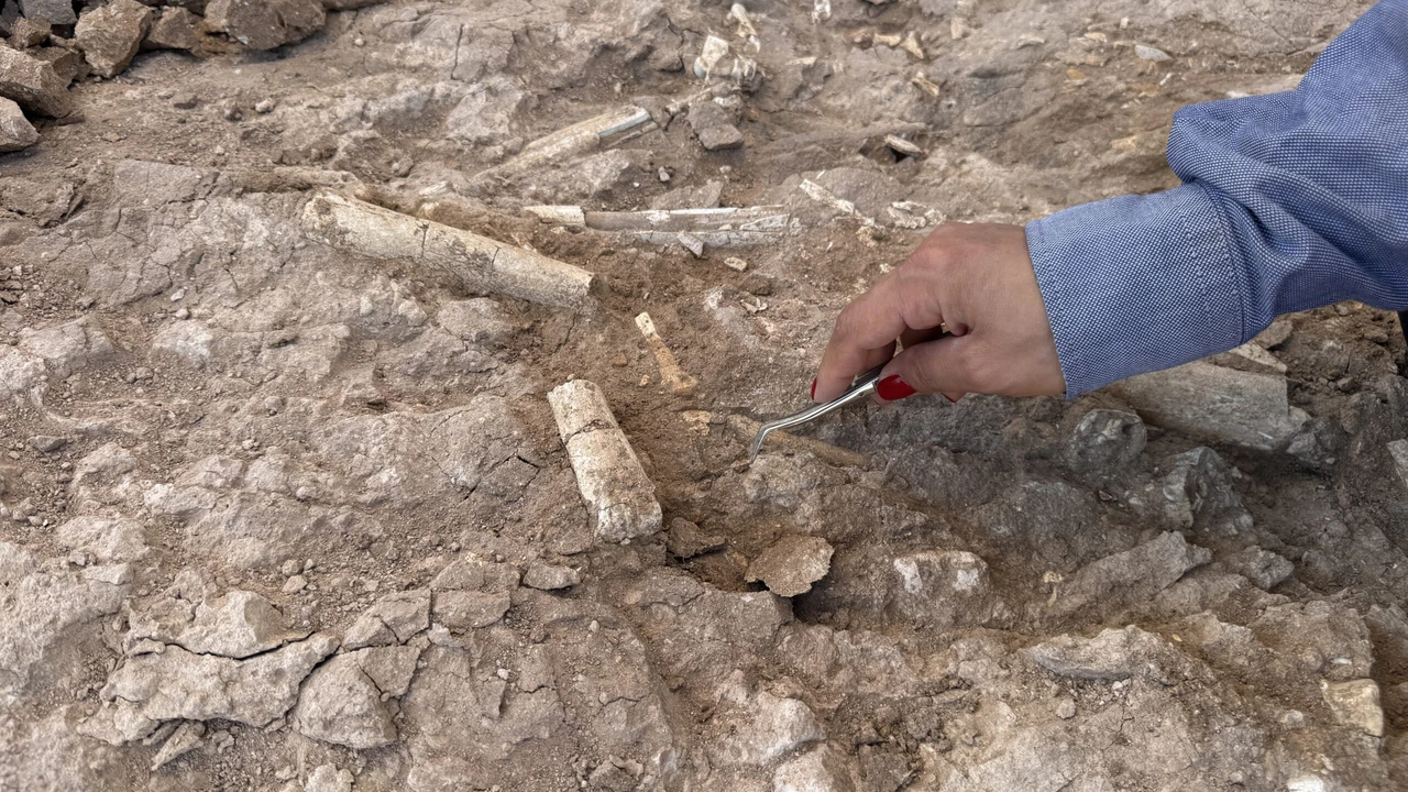 Ancient fossils discovered near Türkiye's Yamula Dam draw global attention