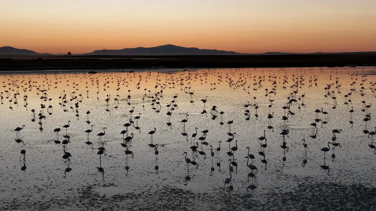 Flamingo conservation success: 4,300 nestlings survive at Tuz Lake