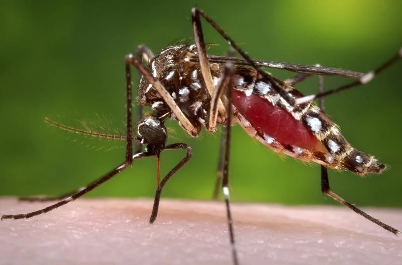 West Nile Virus outbreak reported in Istanbul – Türkiye Today