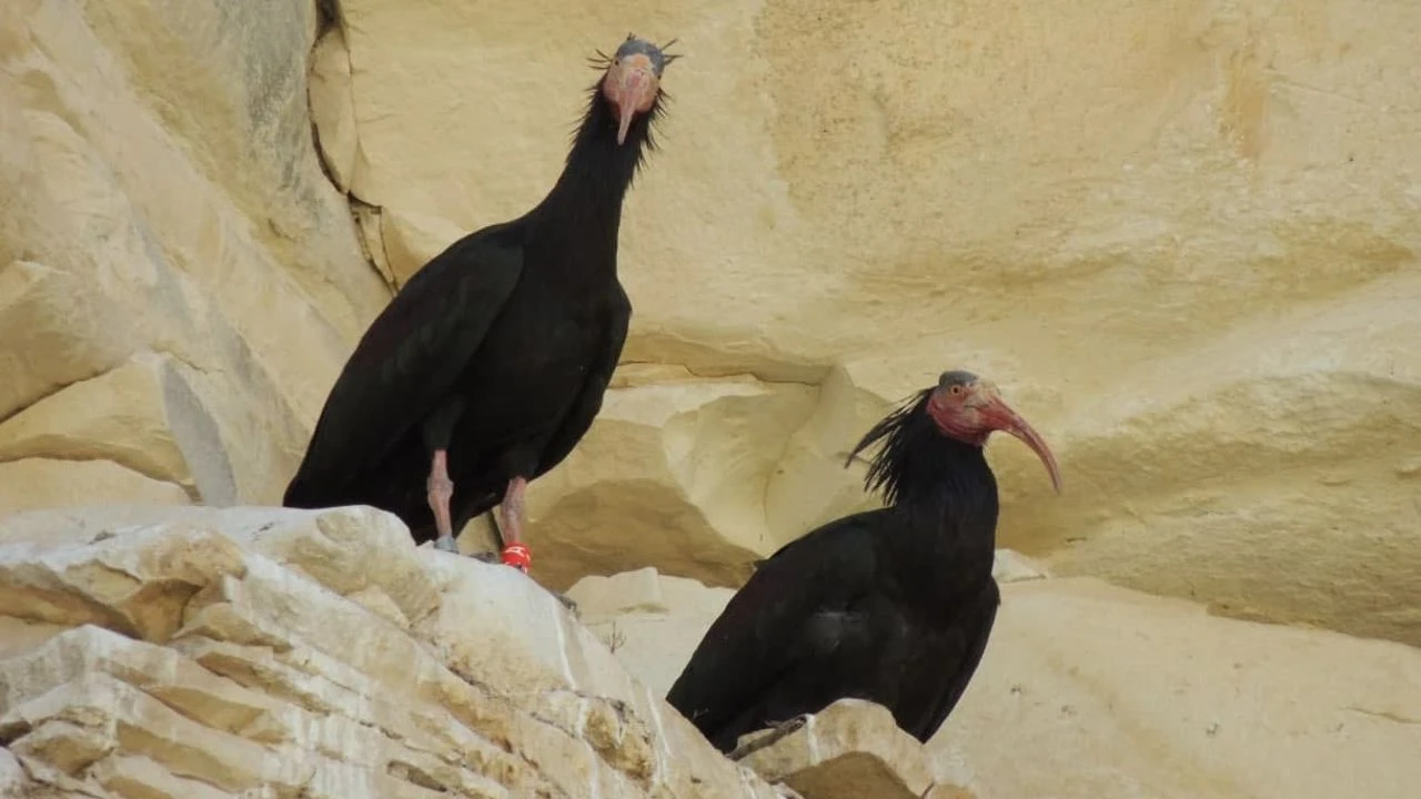 Türkiye takes action to protect endangered bald ibis, bustard birds