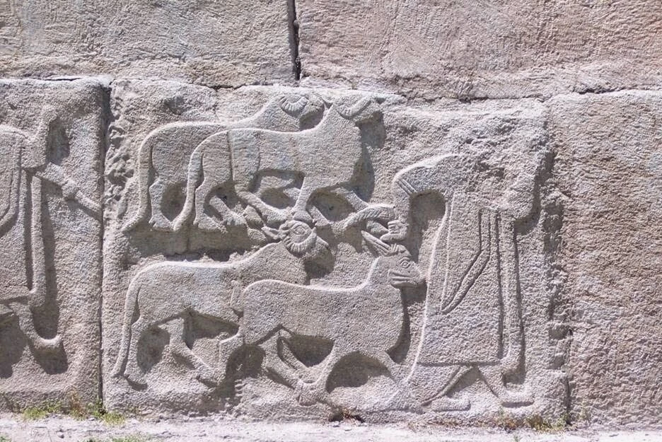 Ancient sheep domestication traced to Türkiye, study reveals – Türkiye Today