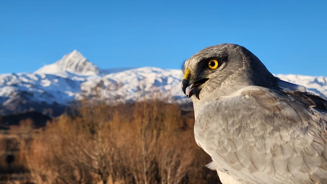 Northern harrier flies from Türkiye's Igdir to Arctic Ocean, covering over 7,000km