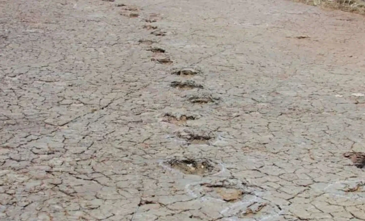 Dinosaur footprints on both sides of Atlantic confirm ancient land bridge