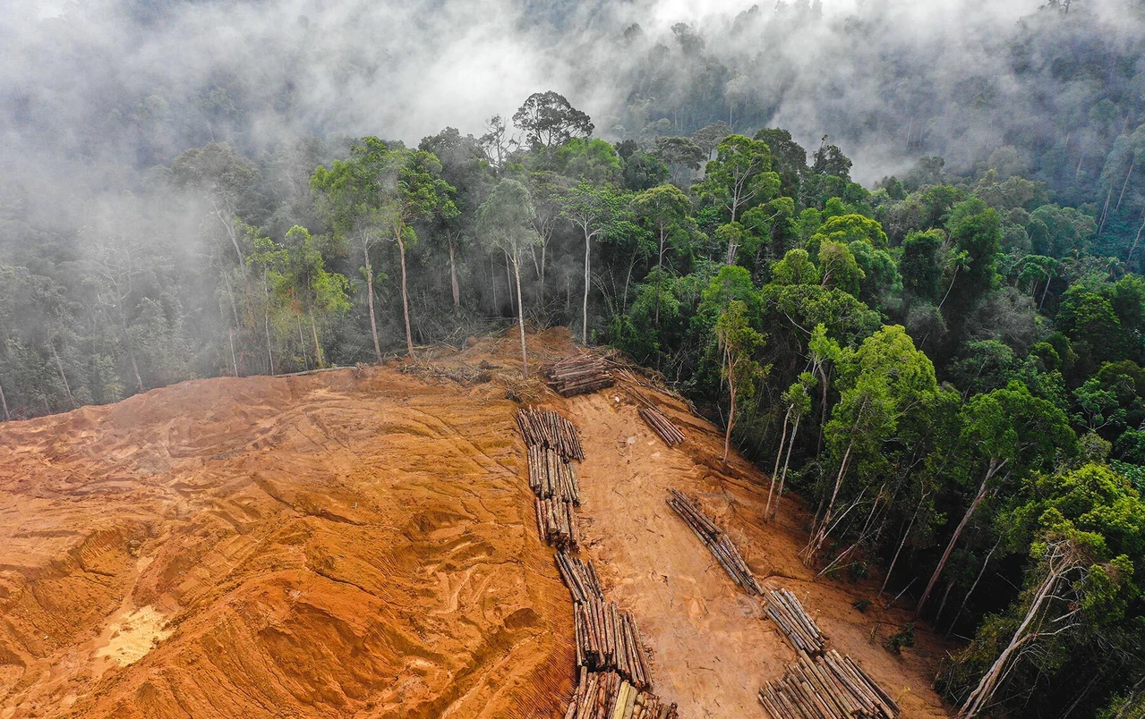 Europe's deforestation fight: Impact on Türkiye and global trade