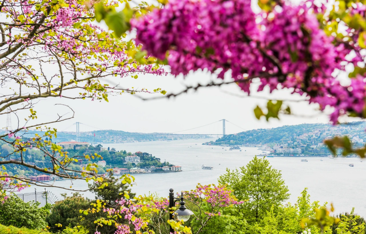 A springtime view of Istanbul’s Bosphorus, framed by pink Judas tree blossoms, with the Bosphorus Bridge in the background.