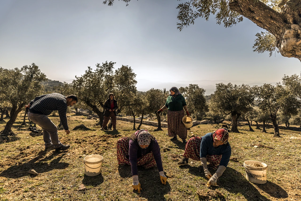 Turkish olives now gracing tables in 116 countries