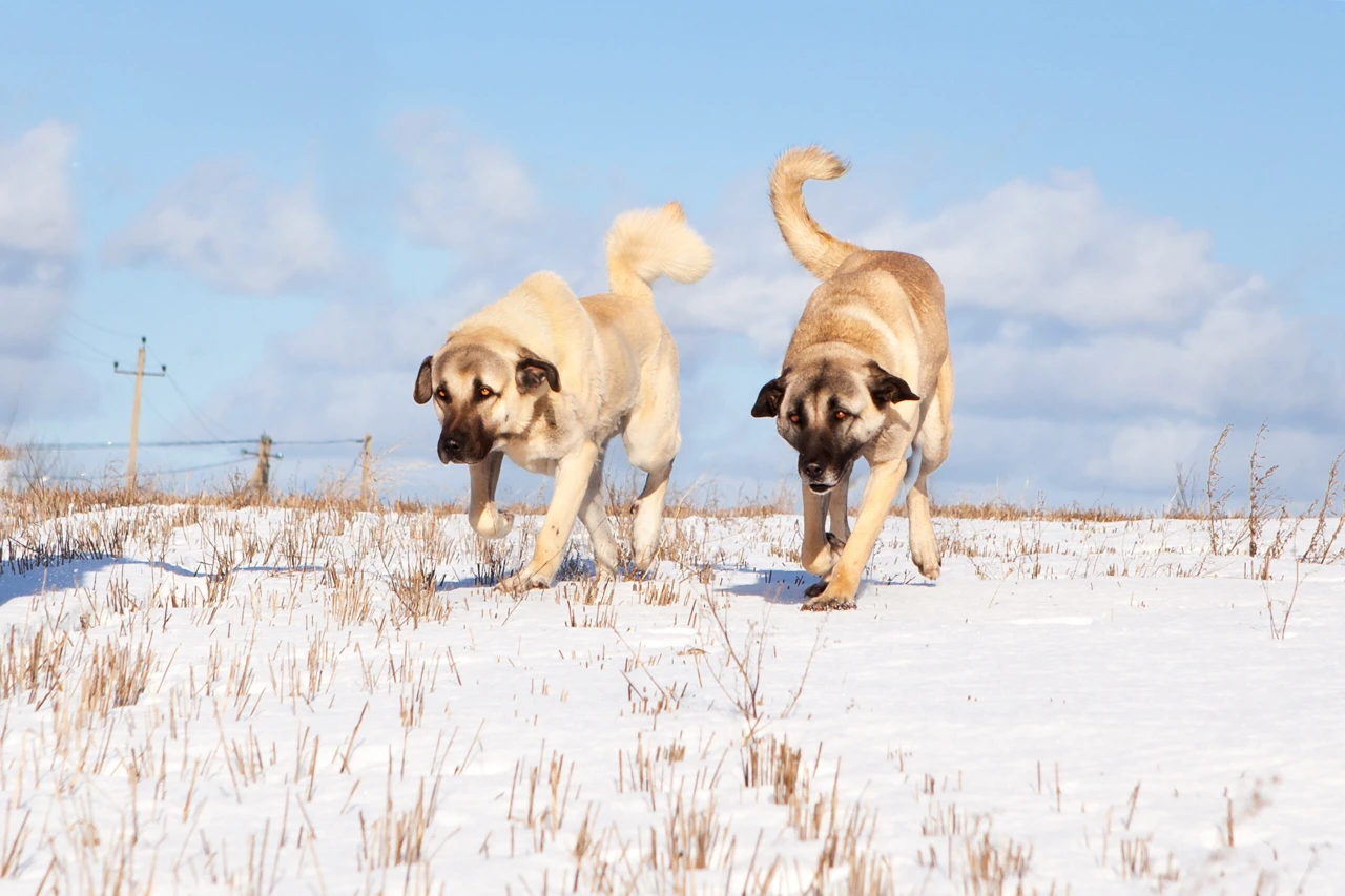 Türkiye's growing stray dog problem explained