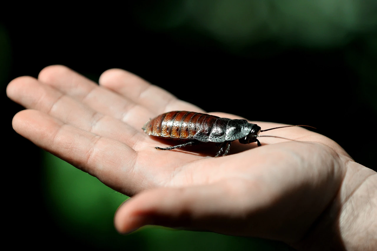 Madagascar hissing cockroach