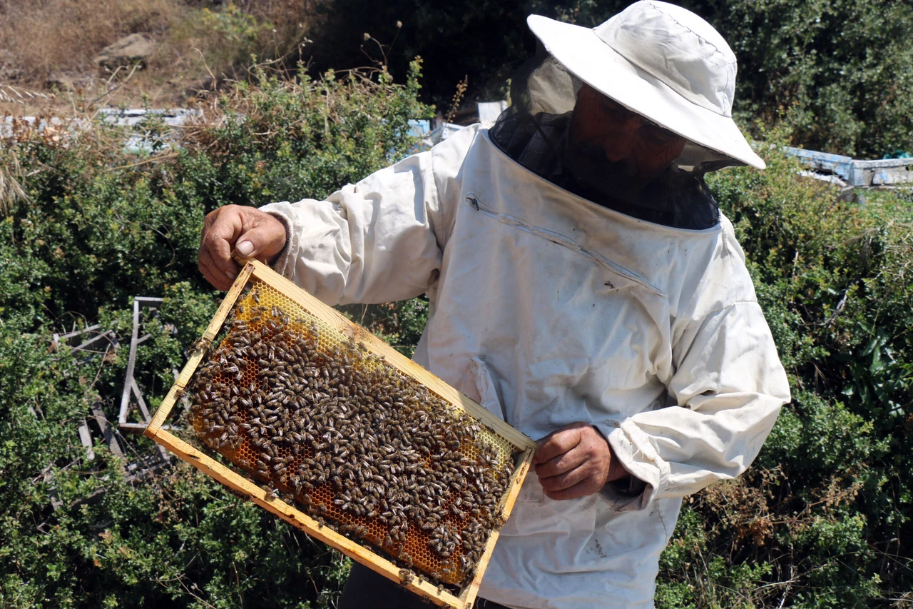 Türkiye's honey exports surpass $17M in first half of 2024