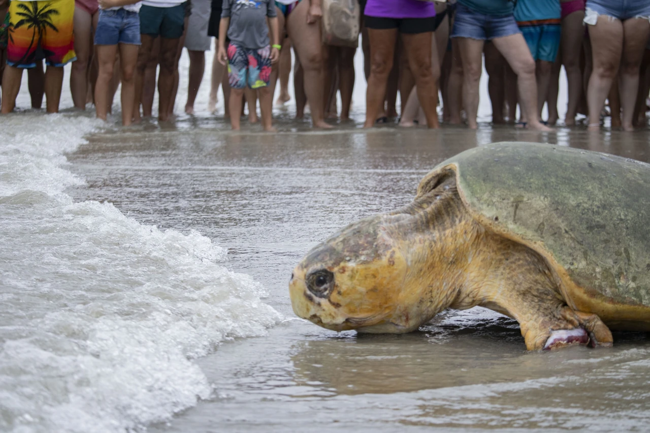 Rehabilitated 375-pound sea turtle returns to Atlantic Ocean