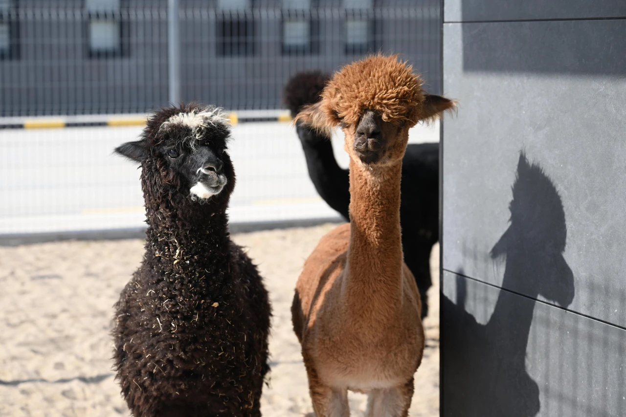 Officials seize exotic animals at Türkiye’s Pazarkule border, including kangaroos and parrots