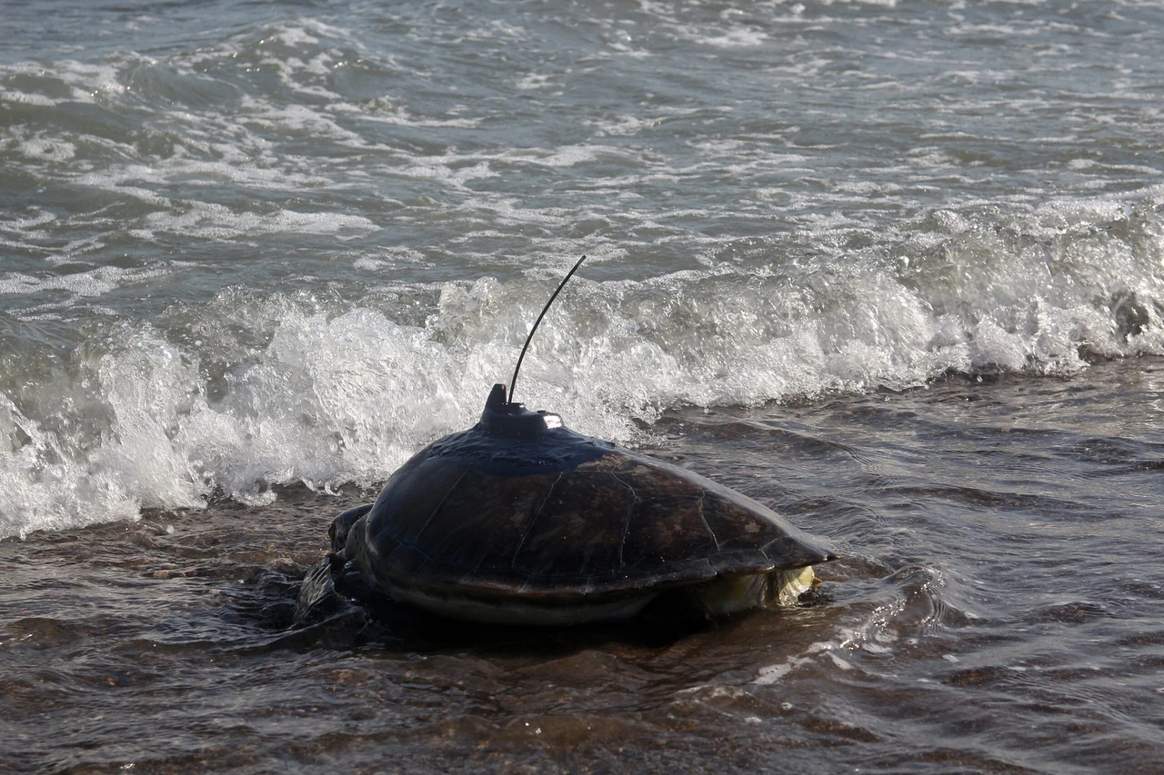 Sea turtles cover journey of 3,500 km from Türkiye to Gaza in 50 days