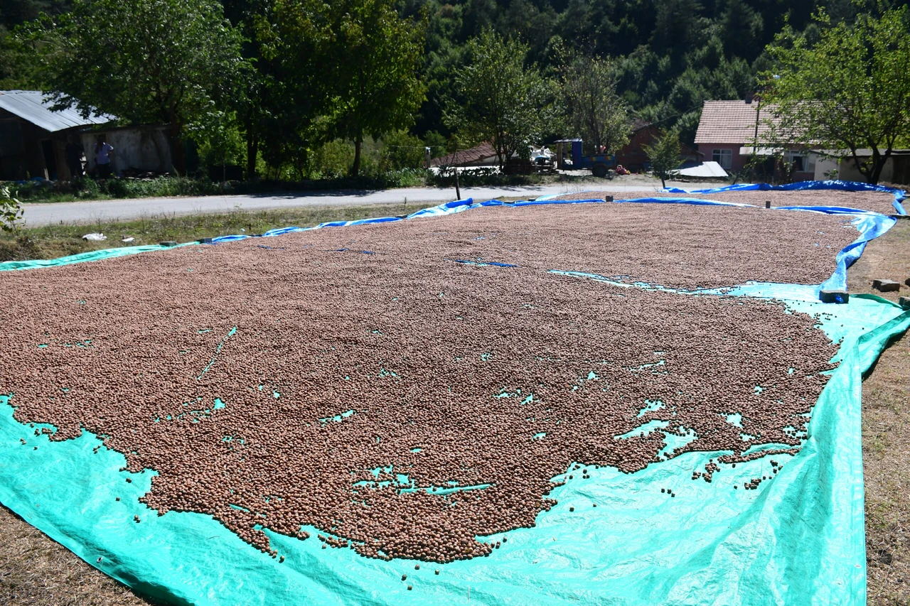 Türkiye earns $2.35 billion from hazelnut exports, 2023-2024 season