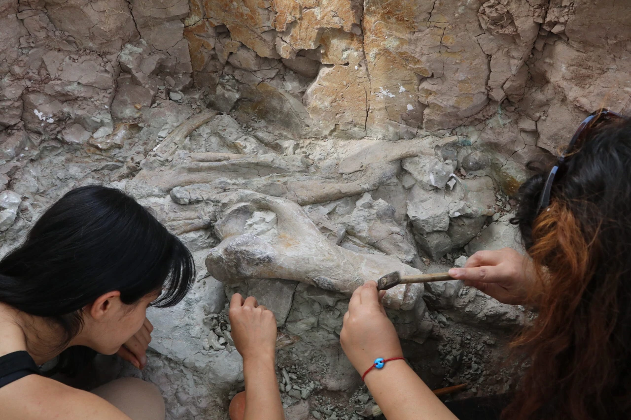 9-million-year-old prehistoric elephant bones discovered in Türkiye's Cankiri