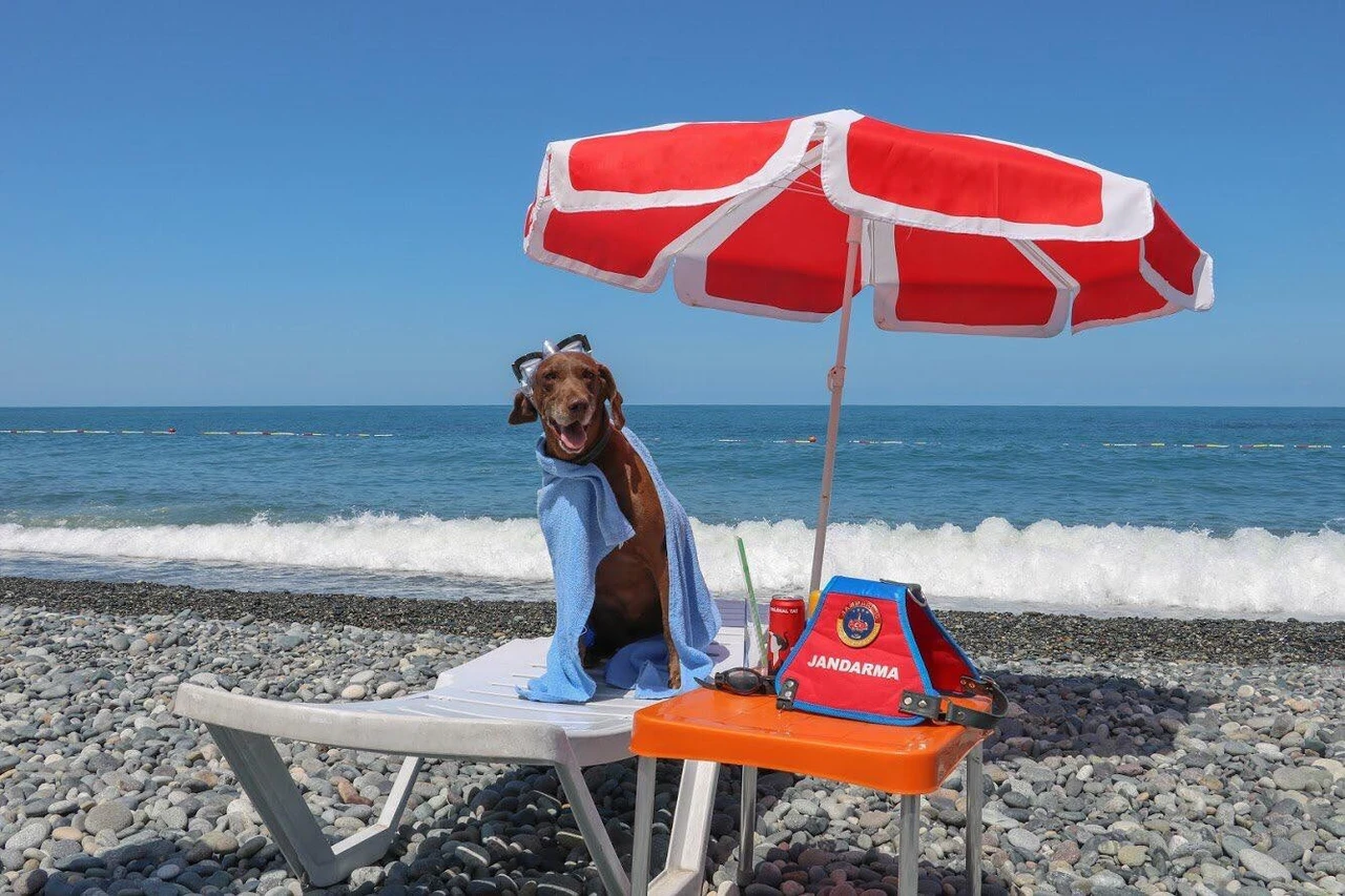 Loyal detection dogs enjoy well-deserved retirement in Türkiye