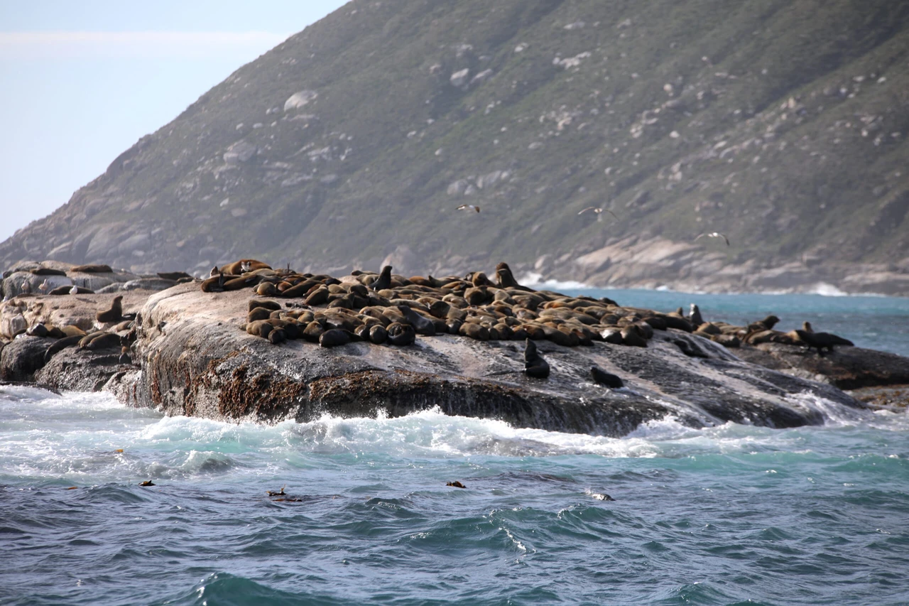 Cape fur seals