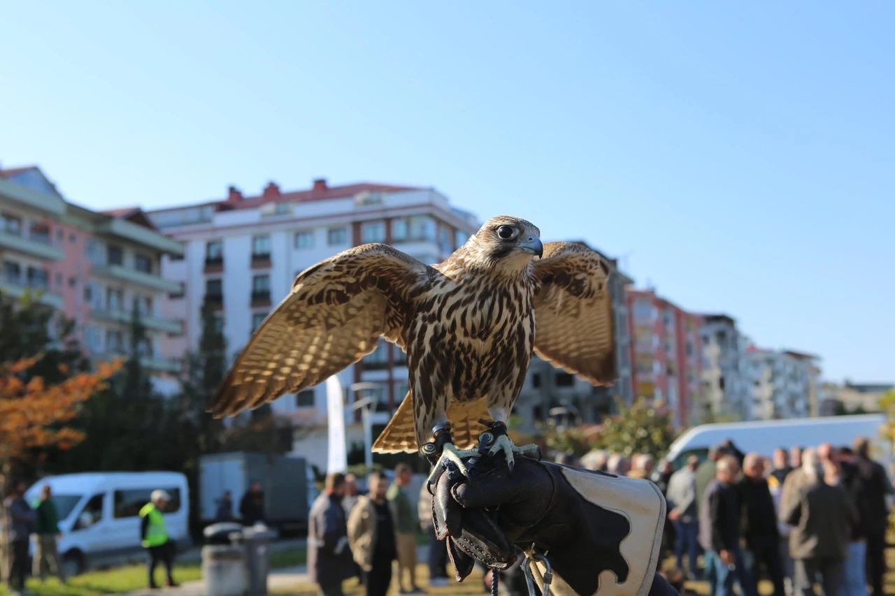 Sparrowhawk