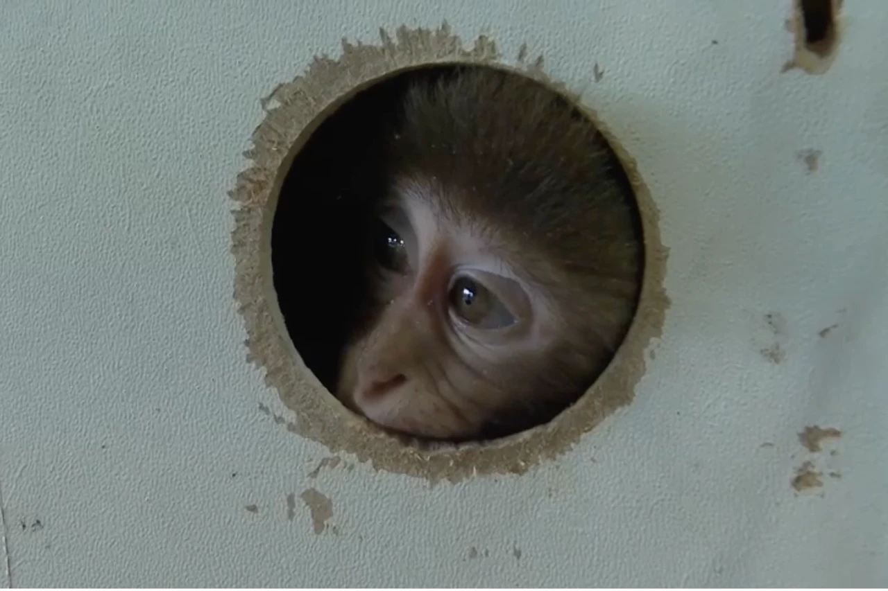 Baby rhesus monkey found in Turkey