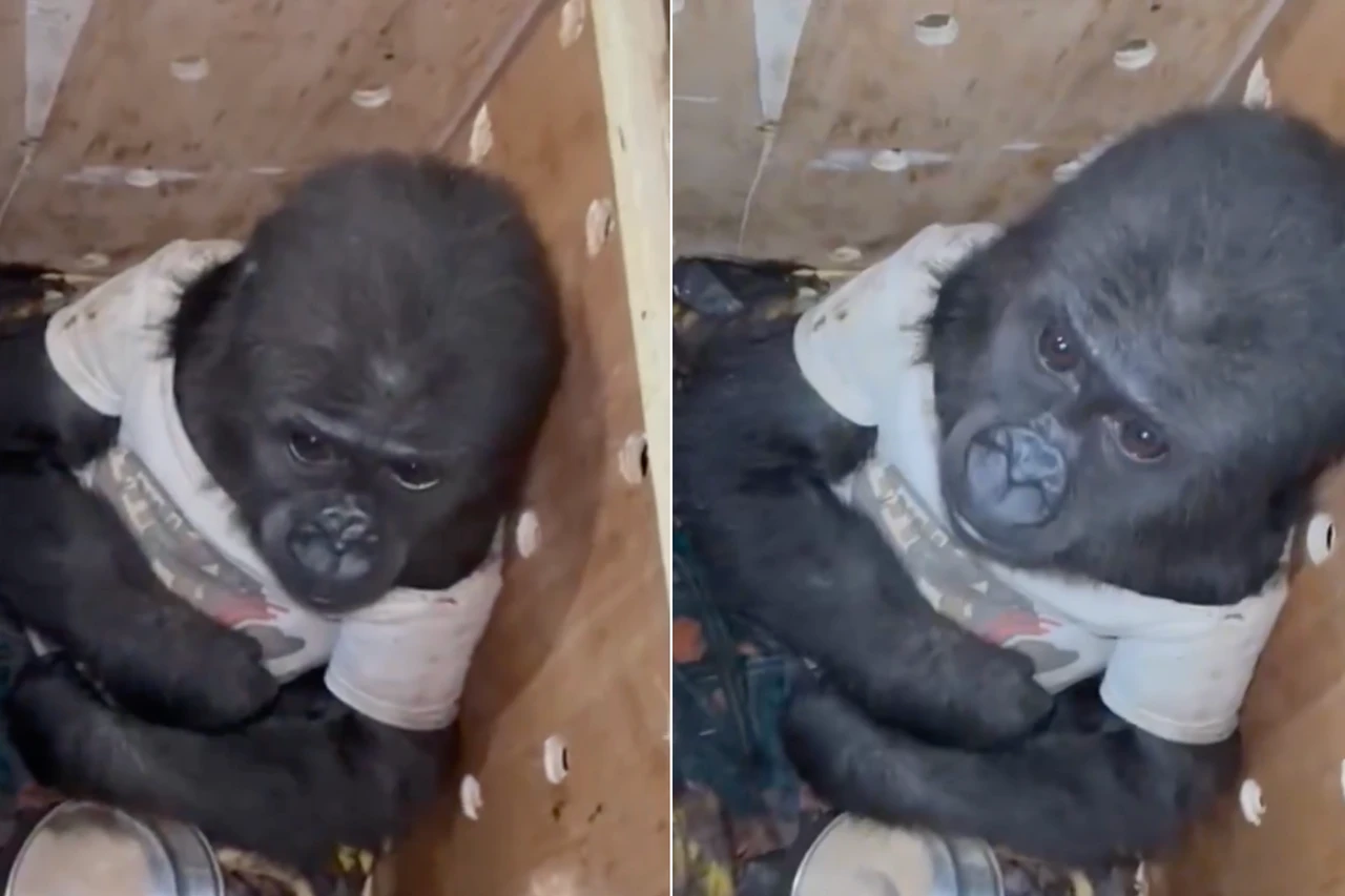 Illegal baby gorilla transport stopped by Istanbul Airport