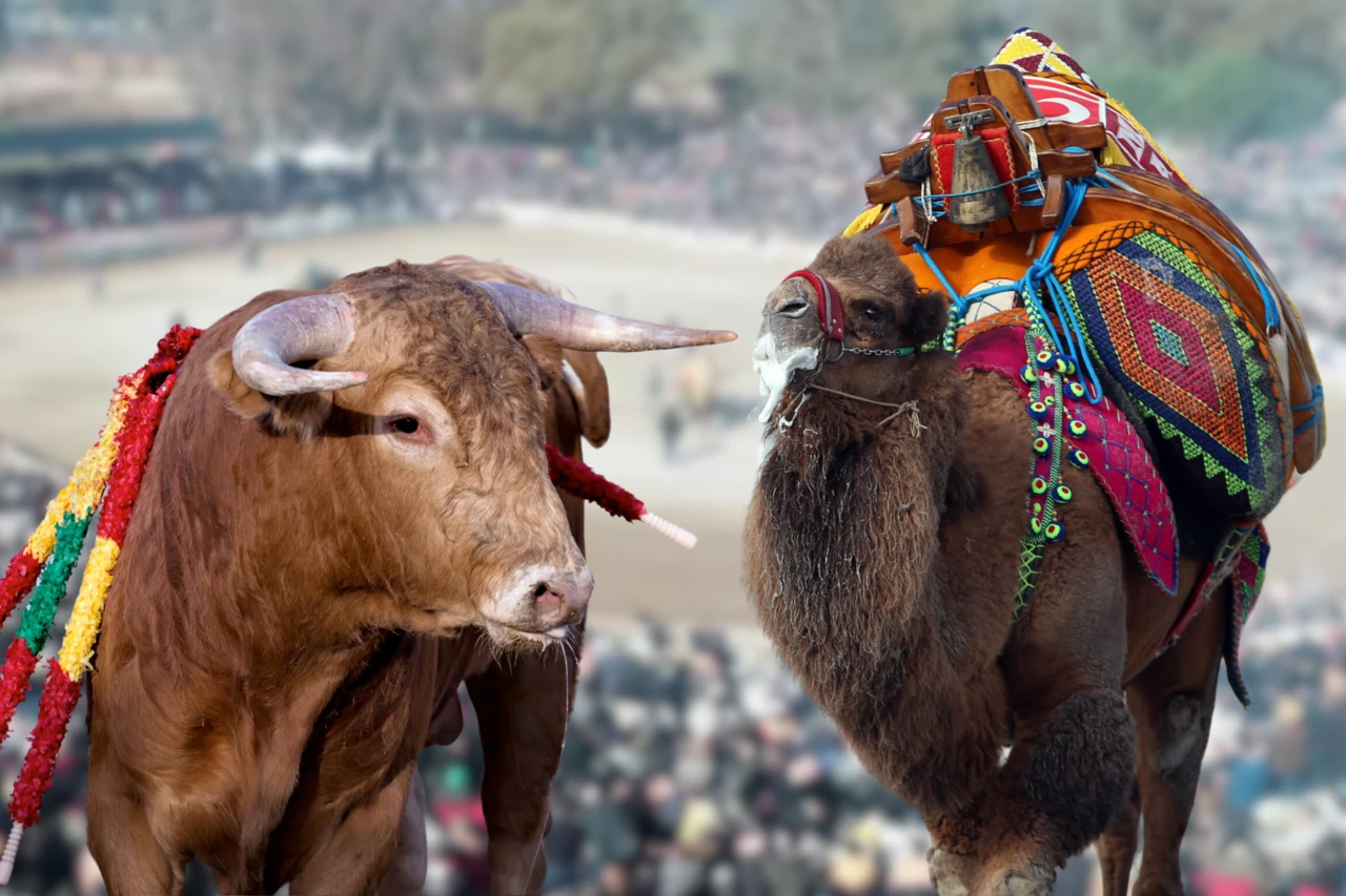 bullfighting and camel wrestling