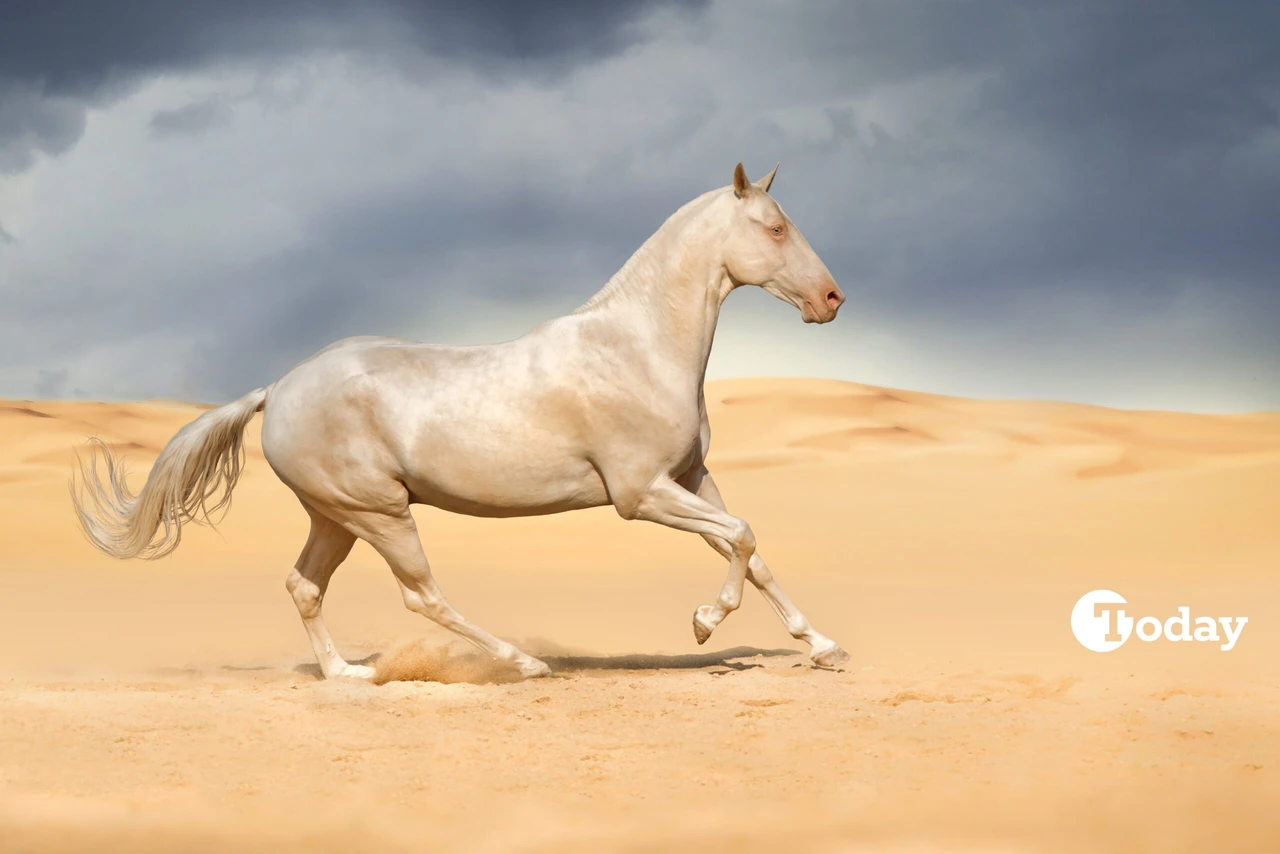 A beautiful Akhal-Teke horse running in a vast desert landscape, showcasing its sleek coat and graceful stance.