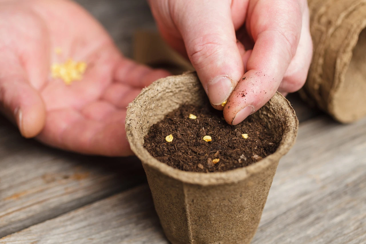 A close-up of a man's hand planting tomato seeds in a peat pot with fertile soil.