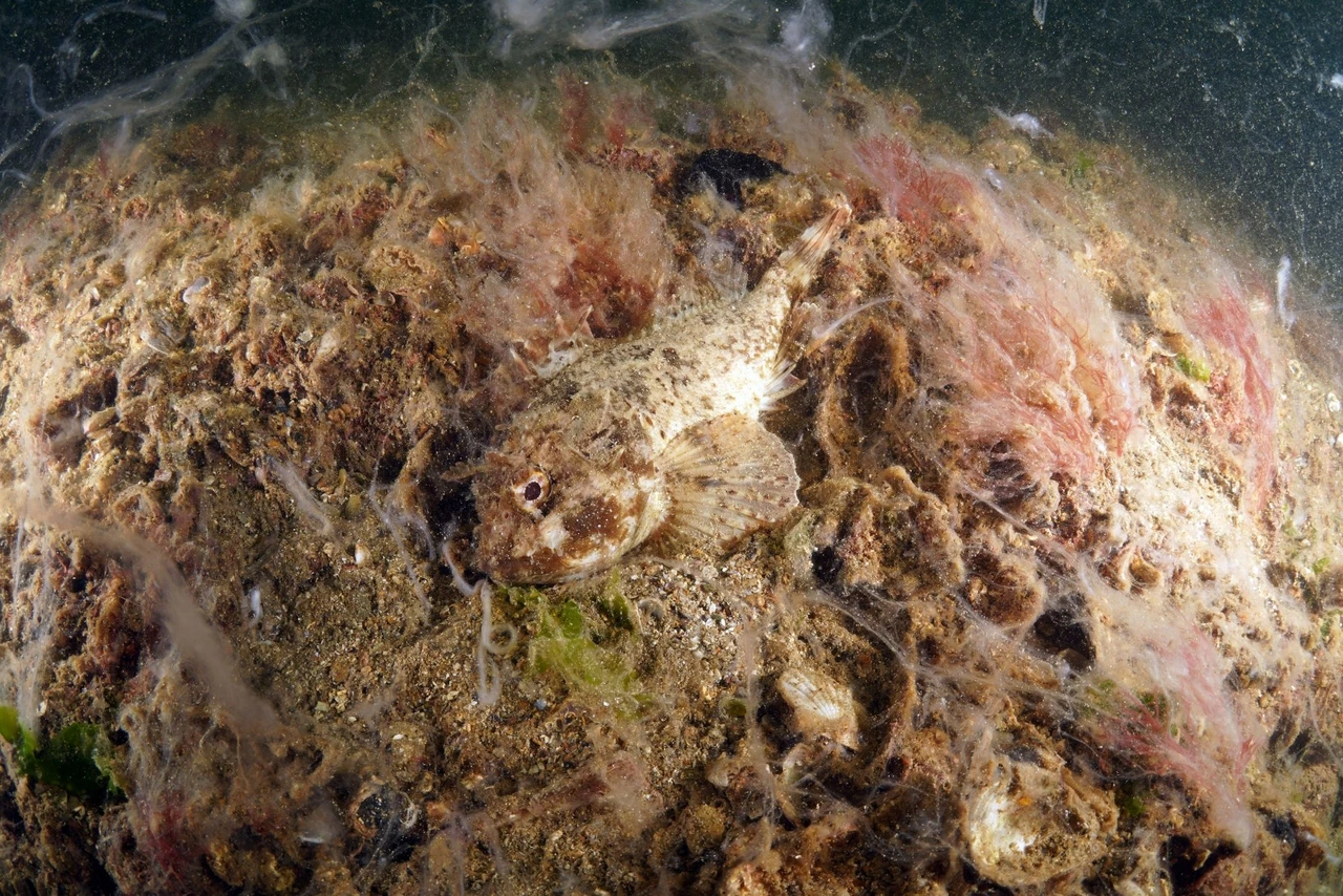 Underwater view showing the effects of mucilage on the marine ecosystem near Buyukada and Sivriada, Istanbul, Türkiye.